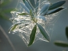 dsc_1199 dsc_1199