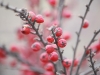 dsc_1756 dsc_1756