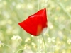 dsc_2226 dsc_2226