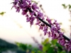dsc_2268 dsc_2268