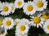 dsc_3194 dsc_3194