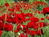 dsc_3200 dsc_3200