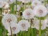 dsc_3317 dsc_3317