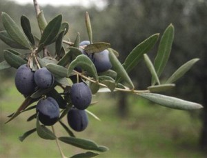 zeytin