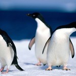 Kutup ayıları, neden penguen yemezler?