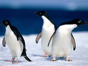 penguen